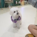 히포파통 네이버블로그