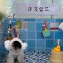 바둑이펫 | 휴일도 부산점 다녀왔어요! 신상 강아쥐 찜질방|반려견 찜질방|강아지 동반|부산 애견카페|부산 애견...