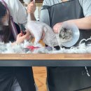 냥이 이발소 이미지