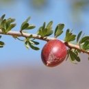 프랑스올리브 이미지