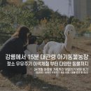 흑마염소농장 | 강릉아이랑 가기 좋은 이색체험 젖소우유주기 대관령아기동물농장