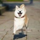 홍홍 이미지
