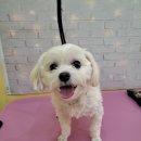 슈가 펫살롱 이미지