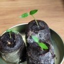 트리밸리 이미지