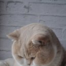 호수별