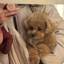 부산대형견호텔 24시 강아지유치원 목욕 대견하개 서면점 이미지