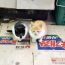 세븐일레븐태안근흥점 이미지