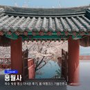 월전길 | 여수 벚꽃 명소 용월사 다녀온 후기, 봄 여행코스 가볼만한곳