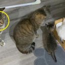 뽀시래기 이미지