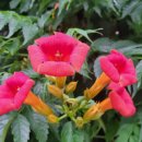 지리산 외갓집 이미지