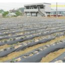 평팔농장 이미지