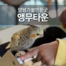 앵무타운