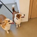 독클래스 이미지