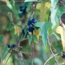 댕댕이루 이미지