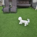 써니펫시터 이미지