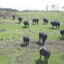 제주흑돼지 이미지