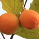 고산농장 이미지