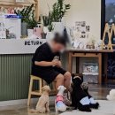 꼬숩당개 이미지