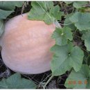 호랑이농장 이미지