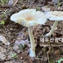 애우산광대버섯 이미지
