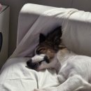 우다다댕산 이미지