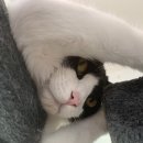 대가야식육점 이미지