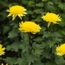 민들레안과의원 이미지