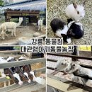생골촌사슴타조농장 | 강릉동물원 대관령아기동물농장 강릉아이랑 가볼만한곳