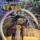 행복담 B동 | 강화 북문 벚꽃축제 일정 주차 개화시기 야간개장 후기