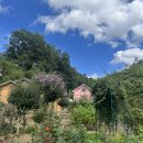 안동무궁화 이미지