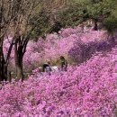 동산정비 | 부천 원미산 진달래동산 후기｜벚꽃+진달래 함께 보는 이색 봄나들이 (주차 꿀팁)