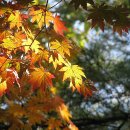 홍단 - 사천시 읍내로 9 | 홍단