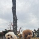 나무애견유치원 이미지