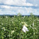 들판농장 이미지