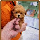 부산강아지분양 알프펫 이미지