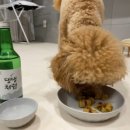 라입독 네이버블로그