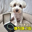 매그로 | 매직매그링 강아지 용품 건강 목걸이 착용 후기 구르미도 사용해 봤어요