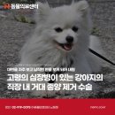 강내동물병원 | 고령의 심장병이 있는 강아지의 직장 내 거대 종양 제거 수술, 노원강북동물병원, N동물의료센터 노원점