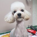 위드독스 샵 이미지