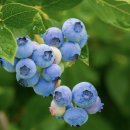 만지원농장 이미지