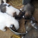 복실강아지 이미지