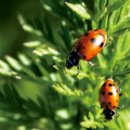 엘 농장 이미지