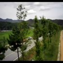 진교 메타세쿼이아길 이미지