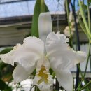 Cattleya mossiae fma s/a amoena 'Samantha ' 이미지