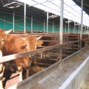 진도축산 이미지