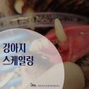 24아프리카동물메디컬센터 | 강아지 스케일링 후기_ 11살 강아지 치주염 실제 케이스 (아프리카동물메디컬센터)