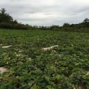 해남목장 이미지