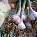 궁골 농장 이미지