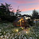 초록마을 남창점 | [천안] 카페 이숲, 초여름에 방문한 과수원 감성의 천안 카페🌼🪴 (ft. 샤스타데이지)