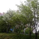 장원초교 이미지